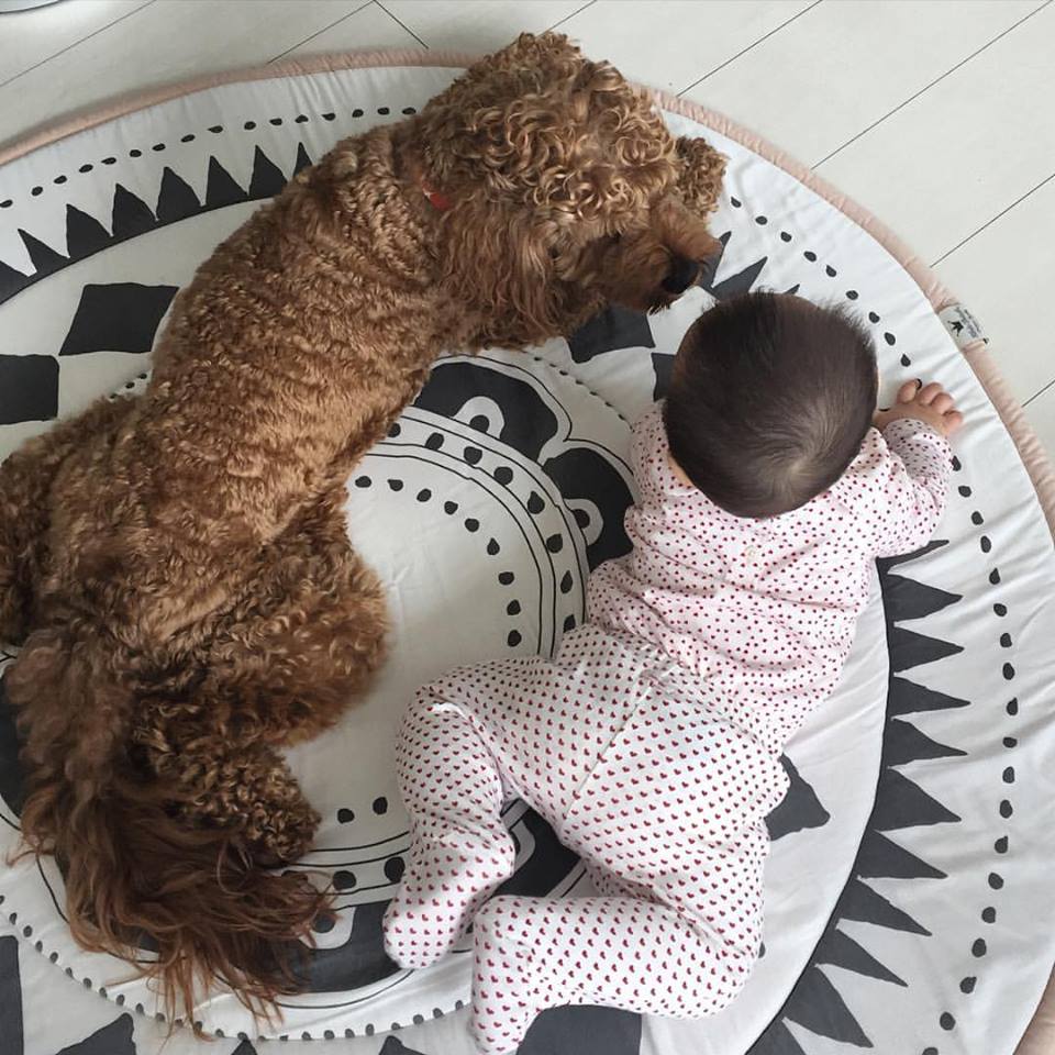 子犬が体を掻いてかゆくなった場合の対処法