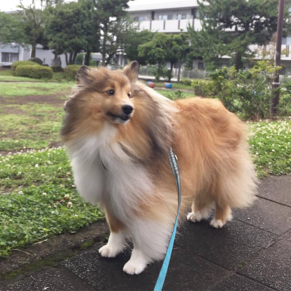 犬の認知症と老衰