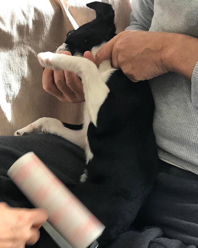 犬の抱っこの仕方がわかる！犬が喜ぶ抱っこの仕方と嫌がる時の対処法