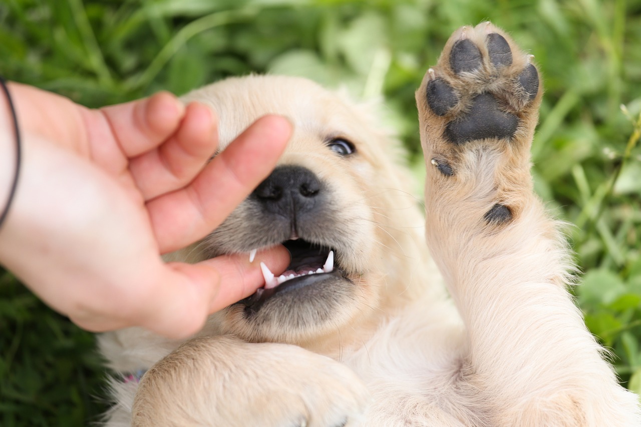 子犬の噛み癖は直せる！子犬が甘噛みする理由と5つの正しいしつけ方