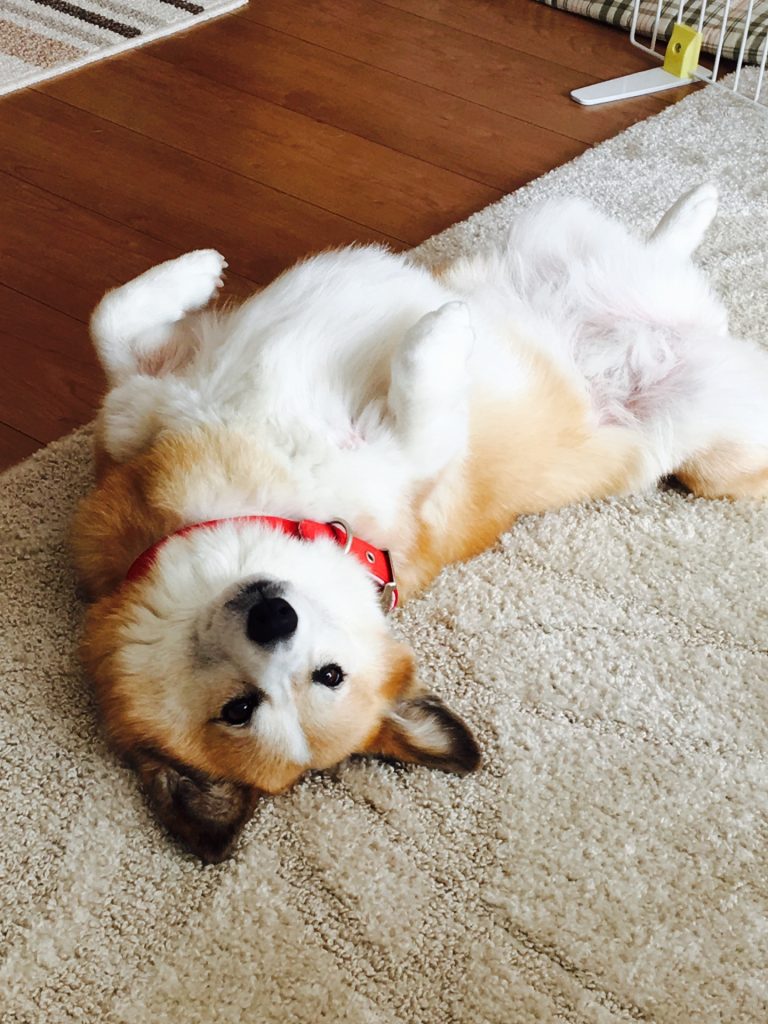 犬を無理に仰向けにしちゃダメ！無理にやってはいけない3つの理由