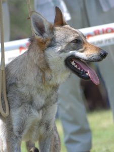 ウルフドッグは危険な犬種じゃない 種類や値段 子犬の買い方