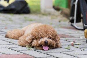 犬の息が荒い原因がわかる 落ち着かない場合の対処と考えられる病気