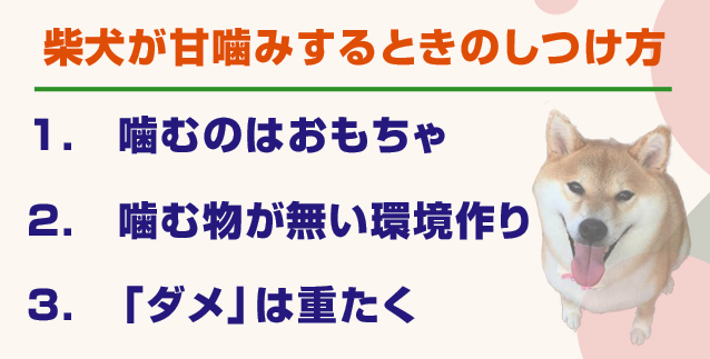 柴犬のしつけがわかる 柴犬に適したしつけの時期と飼い方