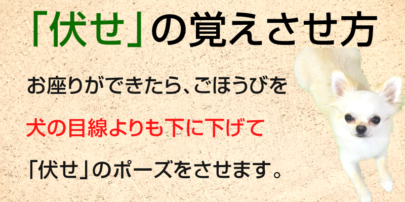 チワワのしつけがわかる チワワに適したしつけの時期と飼い方