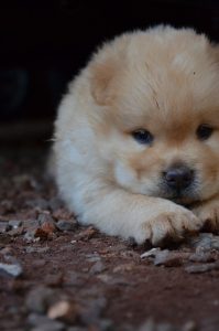 チャウチャウの性格や値段 ブリーダー情報と食犬問題について