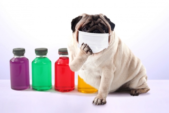 犬の風邪の症状と対処法がわかる 咳 鼻水 熱の症状や薬について