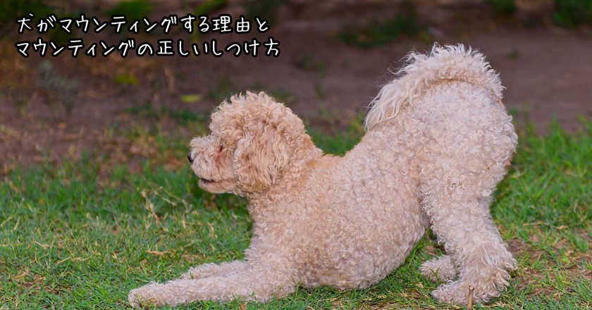 犬がマウンティングしてしまう理由とマウンティングの正しいしつけ方