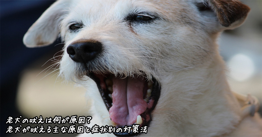 老犬の吠えは何が原因 老犬が吠える主な原因と症状別の対策法