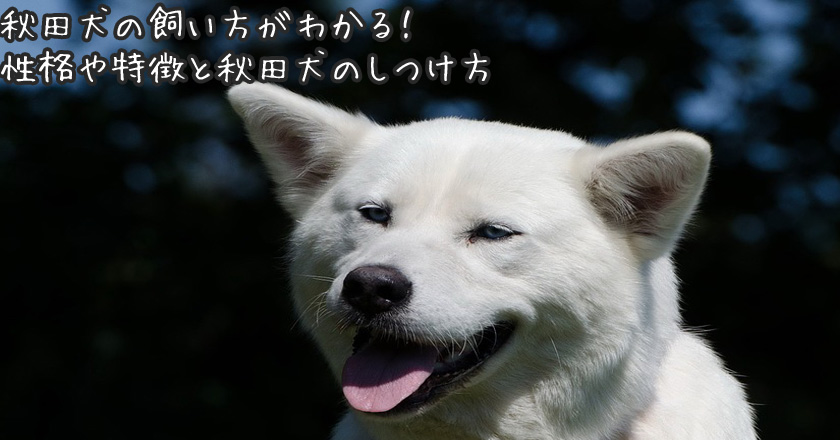 秋田犬の飼い方がわかる 性格や特徴と秋田犬のしつけ方
