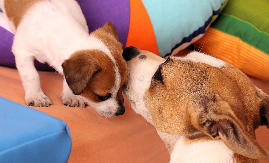 犬が顔をなめる理由や意味と顔をなめるのをやめさせるしつけ