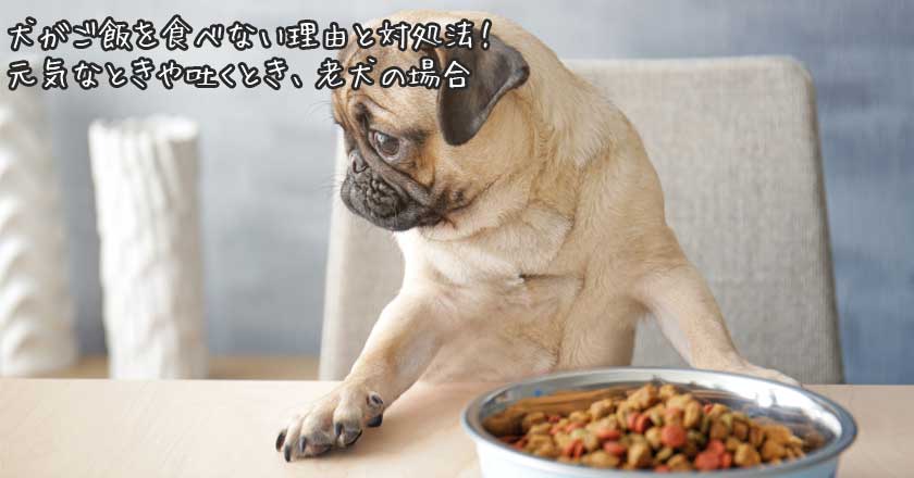 犬がご飯を食べない理由と対処法 元気なときや吐くとき 老犬の場合