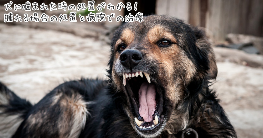 犬に噛まれた時の処置がわかる 腫れる場合の処置と病院での治療
