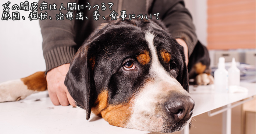 犬の膿皮症は人間にうつる 原因 症状 治療法 薬 食事について