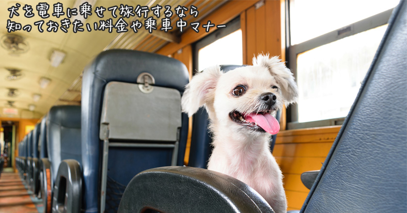 犬を電車に乗せて旅行するなら知っておきたい料金や乗車中マナー
