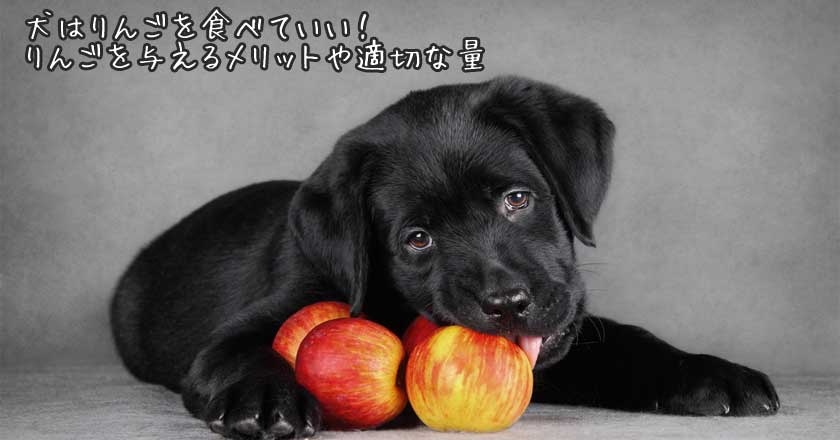 犬はりんごを食べていい りんごを与えるメリットや適切な量