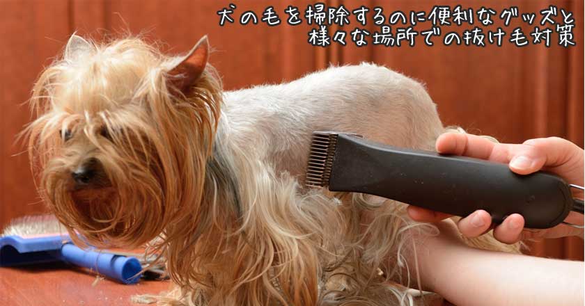 犬の毛を掃除するのに便利なグッズと様々な場所での抜け毛対策