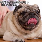 犬にヒバ油は危険 ヒバ油の副作用と効果や作り方 使い方まとめ