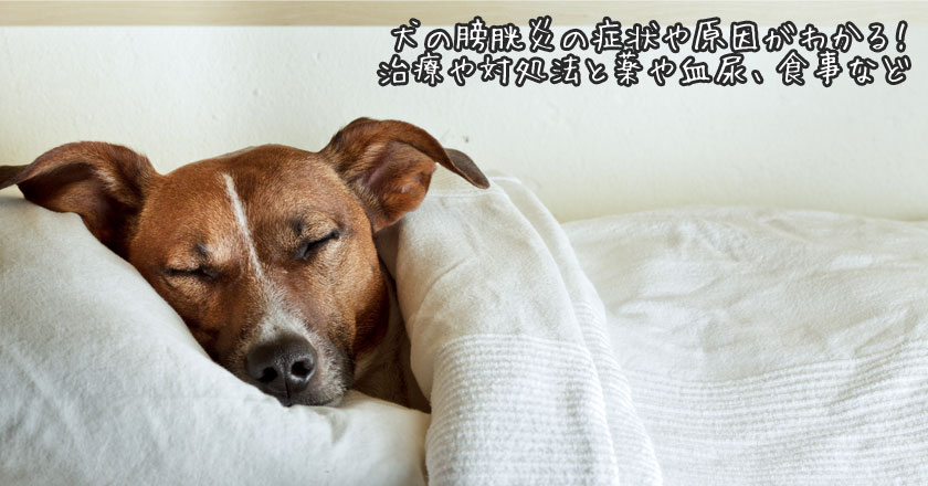犬の膀胱炎の症状や原因がわかる 治療や対処法と薬や血尿 食事など