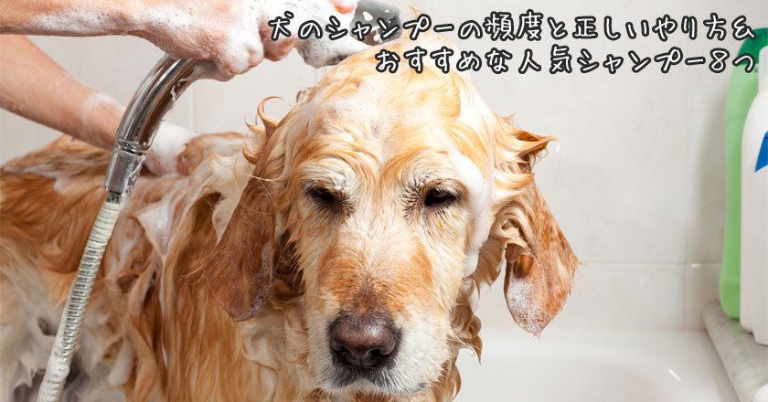 犬のシャンプーの頻度と正しいやり方 おすすめな人気シャンプー８つ