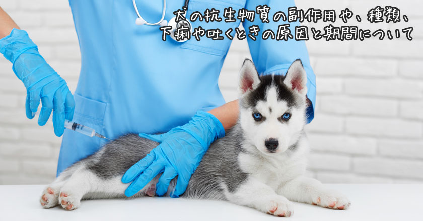 犬の抗生物質の副作用や 種類 下痢や吐くときの原因と期間について
