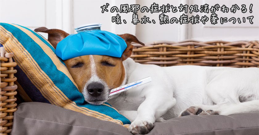 犬の風邪の症状と対処法がわかる 咳 鼻水 熱の症状や薬について