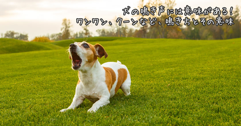 犬の鳴き声には意味がある ワンワン クーンなど 鳴き方とその意味